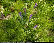 Krakvicker_Vedboskogen_Vasteras_2018-06-16b