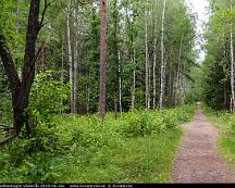 Naturen_Vedboskogen_Vasteras_2018-06-16c