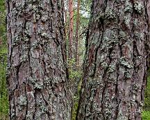 Naturen_Vedboskogen_Vasteras_2018-06-16e