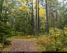 Hostfarger_i_Vedsboskogen_Vasteras_2019-10-12_-13