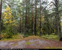 Hostfarger_i_Vedsboskogen_Vasteras_2019-10-12_-16