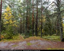 Hostfarger_i_Vedsboskogen_Vasteras_2019-10-12_-16