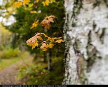 Hostfarger_i_Vedsboskogen_Vasteras_2019-10-12_-6