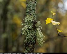 Lav_pa_tradstam_Vedsboskogen_Vasteras_2019-10-12