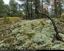 Naturen_Vedsboskogen_Vasteras_2019-10-12a